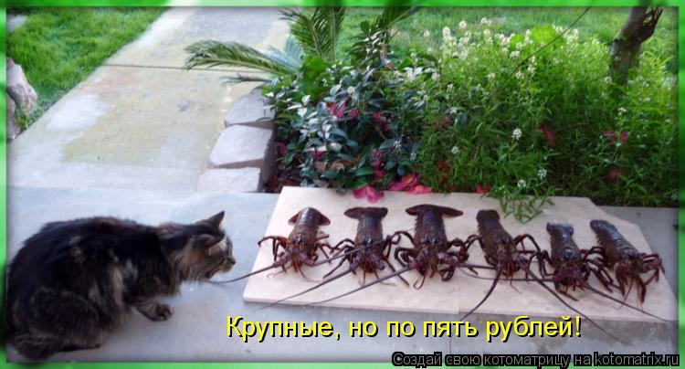 Котоматрица: Крупные, но по пять рублей!