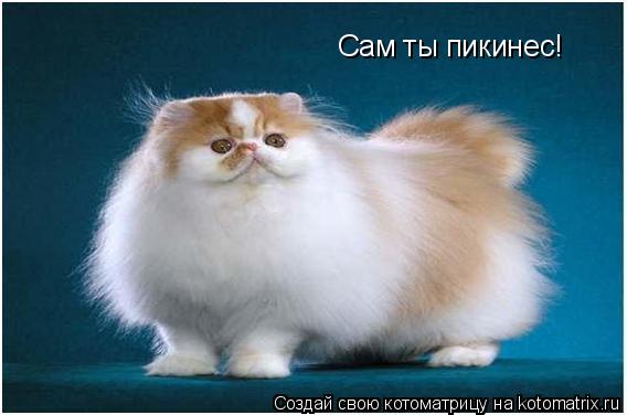 Котоматрица: Сам ты пикинес!