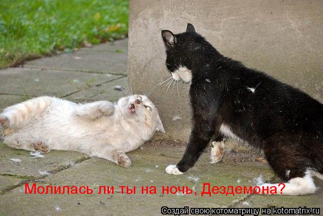 Котоматрица: Молилась ли ты на ночь, Дездемона?