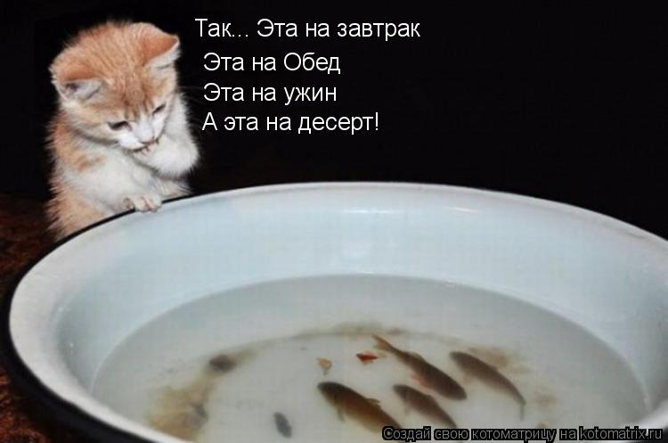 Котоматрица: Так... Эта на завтрак  Эта на Обед Эта на ужин А эта на десерт!