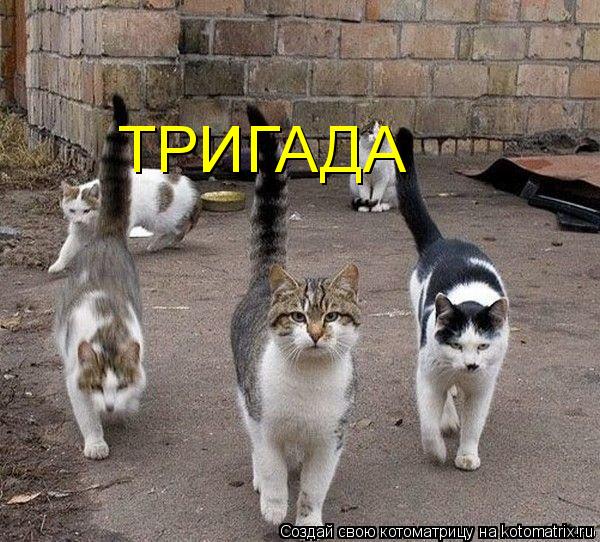 Котоматрица: ТРИГАДА