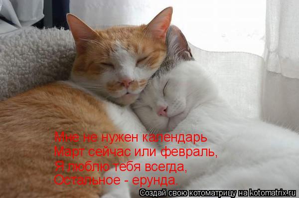 Котоматрица: Мне не нужен календарь Март сейчас или февраль, Я люблю тебя всегда, Остальное - ерунда.