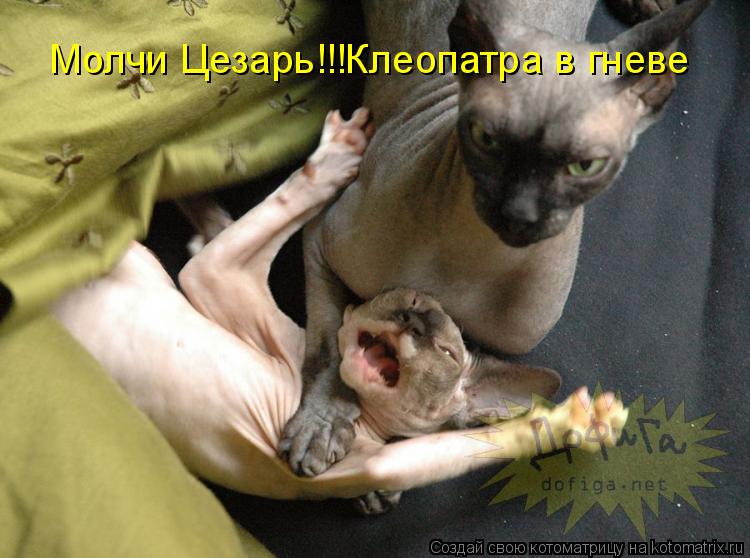 Котоматрица: Молчи Цезарь!!!Клеопатра в гневе