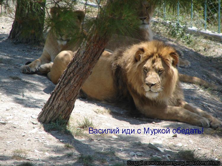 Котоматрица: Василий иди с Муркой обедать!