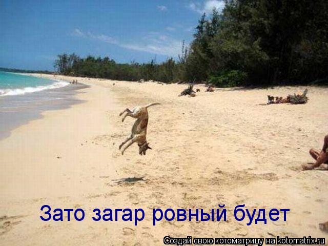 Котоматрица: Зато загар ровный будет