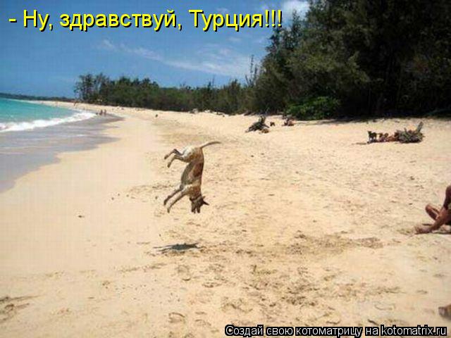Котоматрица: - Ну, здравствуй, Турция!!!