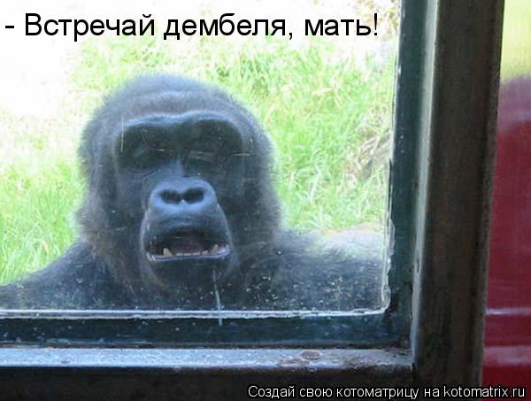 Котоматрица: - Встречай дембеля, мать!
