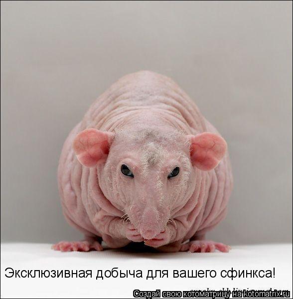 Котоматрица: Эксклюзивная добыча для вашего сфинкса!