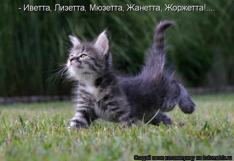 Котоматрица: - Иветта, Лизетта, Мюзетта, Жанетта, Жоржетта!....