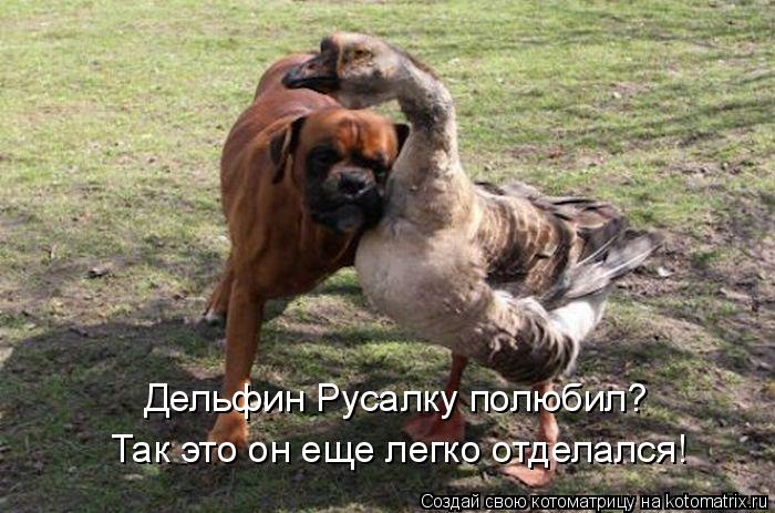 Дельфин Русалку полюбил? Так это он еще легко отделался!... Котоматрица: Дельфин Русалку полюбил? Так это он еще легко отделался!