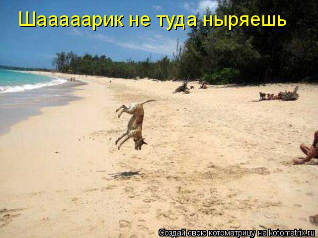 Шааааарик не туда ныряешь... Котоматрица: Шааааарик не туда ныряешь