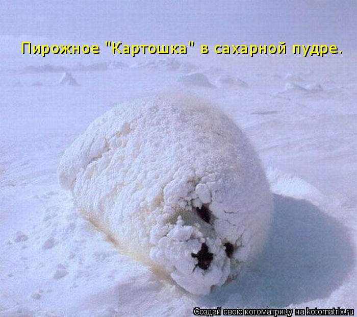 Котоматрица: Пирожное "Картошка" в сахарной пудре.