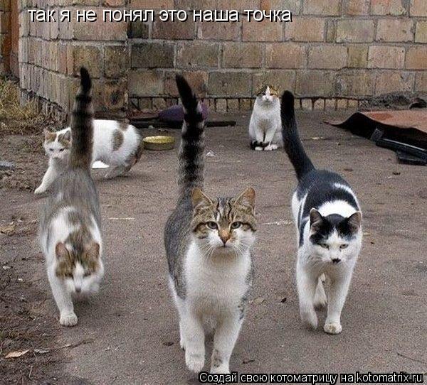 так я не понял это наша точка... Котоматрица: так я не понял это наша точка