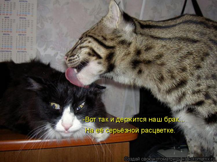 -Вот так и держится наш брак... На её серьёзной расцветке.... Котоматрица: -Вот так и держится наш брак... На её серьёзной расцветке.