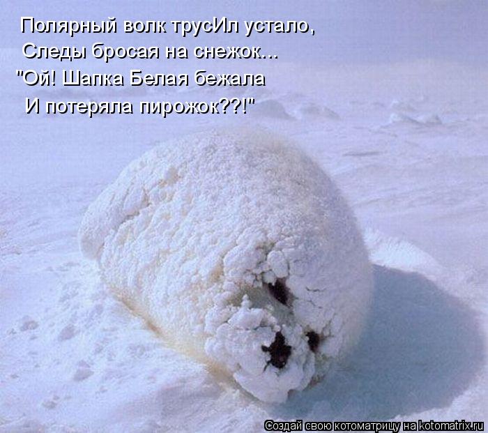 Котоматрица: Полярный волк трусИл устало, Следы бросая на снежок... "Ой! Шапка Белая бежала И потеряла пирожок??!"