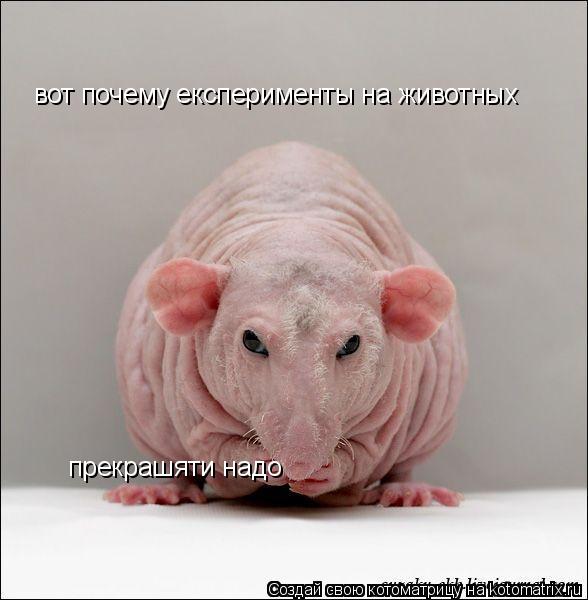 вот почему експерименты на животных прекрашяти надо... Котоматрица: вот почему експерименты на животных прекрашяти надо