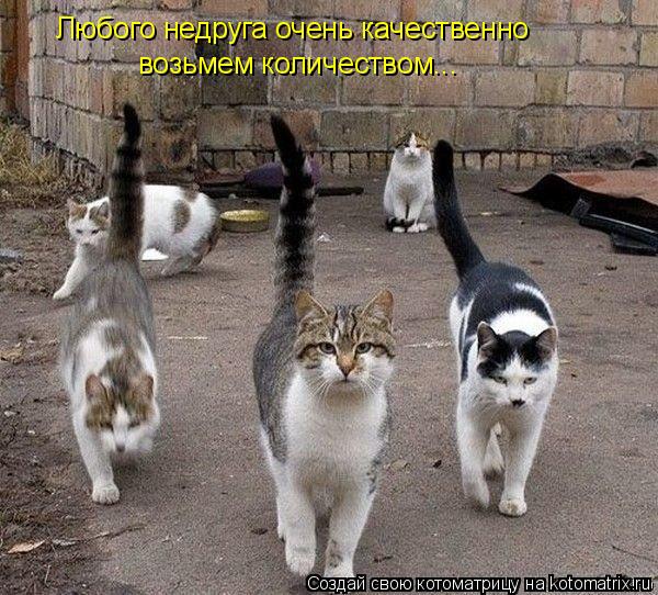 Котоматрица: Любого недруга очень качественно возьмем количеством...
