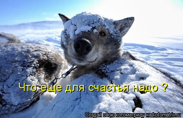 Котоматрица: Что еще для счастья надо ?