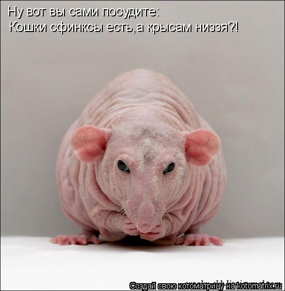 Ну вот вы сами посудите: Кошки сфинксы есть,а крысам низзя?!... Котоматрица: Ну вот вы сами посудите: Кошки сфинксы есть,а крысам низзя?!