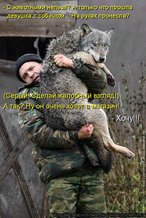 Котоматрица: - С животными нельзя? А только что прошла девушка с собачкой... На руках пронесла? (Серый! Сделай жалобный взгляд!)  А так? Ну он очень хочет в ма