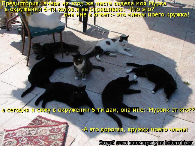 Котоматрица: Предистория: вчера на этом же месте сидела моя Мурка  в окружении 6-ти котов,я ее спрашиваю: -Кто это? она мне в ответ:- это члены моего кружка! 