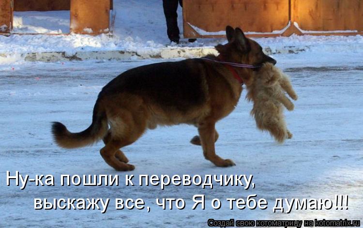 Котоматрица: выскажу все, что Я о тебе думаю!!! Ну-ка пошли к переводчику,