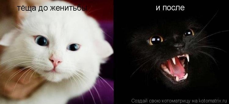 Котоматрица: тёща до женитьбы и после