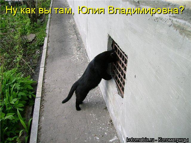 Ну как вы там, Юлия Владимировна?... Котоматрица: Ну как вы там, Юлия Владимировна?