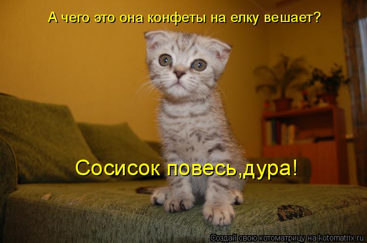 Котоматрица: А чего это она конфеты на елку вешает? Сосисок повесь,дура!