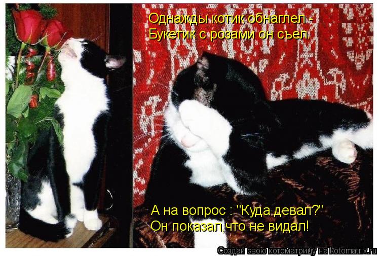 Он показал,что не видал! А на вопрос : "Куда девал?" Однажды котик обнаглел - Букетик с розами он съе... Котоматрица: Он показал,что не видал! А на вопрос : "Куда девал?" Однажды котик обнаглел - Букетик с розами он съел.
