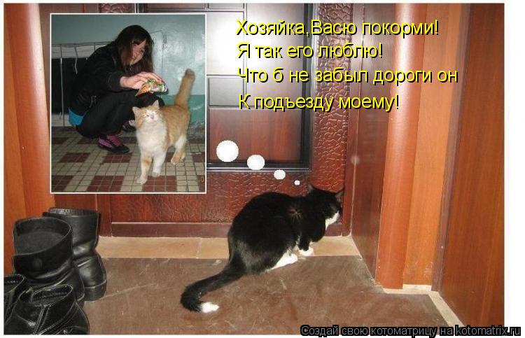 Котоматрица: Хозяйка,Васю покорми! Я так его люблю! Что б не забыл дороги он К подъезду моему!
