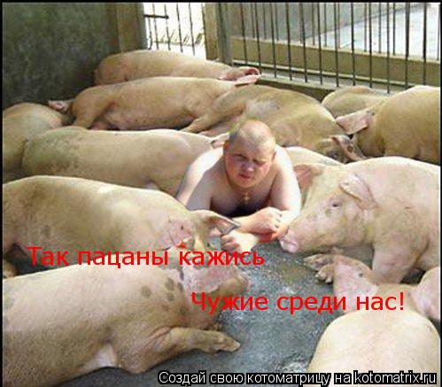 Котоматрица: Чужие среди нас! Так пацаны кажись