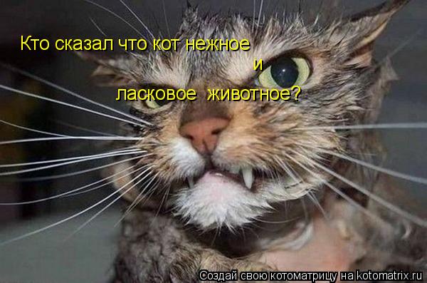 Кто сказал что кот нежное и ласковое животное? Кто сказал что кот нежное и ласковое животное?... Котоматрица: Кто сказал что кот нежное и ласковое животное? Кто сказал что кот нежное и ласковое животное?