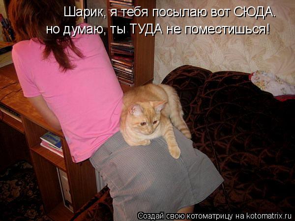 Котоматрица: Шарик, я тебя посылаю вот СЮДА. но думаю, ты ТУДА не поместишься!