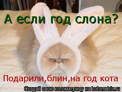 Котоматрица: А если год слона? Подарили,блин,на год кота