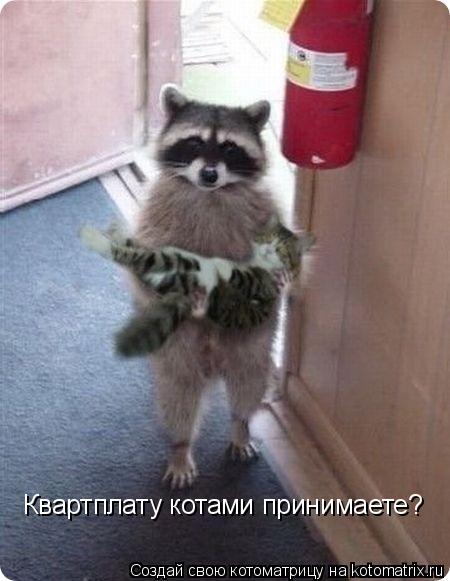 Котоматрица: Квартплату котами принимаете?