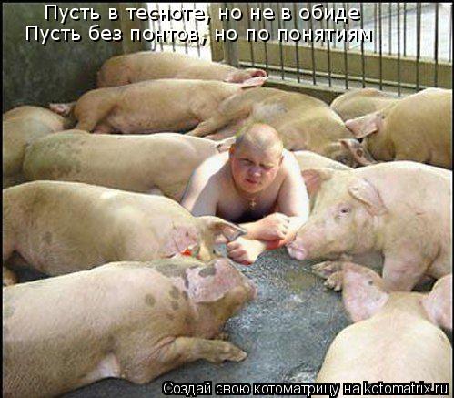 Пусть в тесноте, но не в обиде Пусть без понтов, но по понятиям... Котоматрица: Пусть в тесноте, но не в обиде Пусть без понтов, но по понятиям