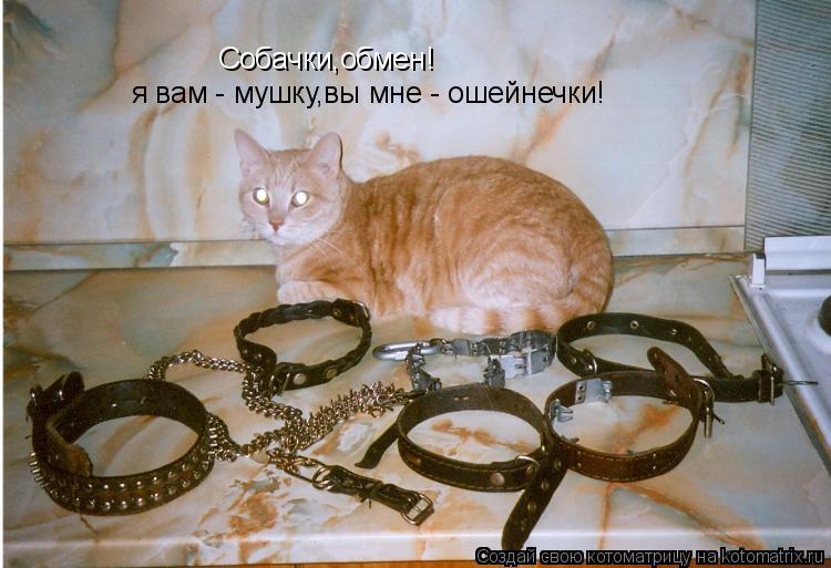 Котоматрица: Собачки,обмен!  я вам - мушку,вы мне - ошейнечки!
