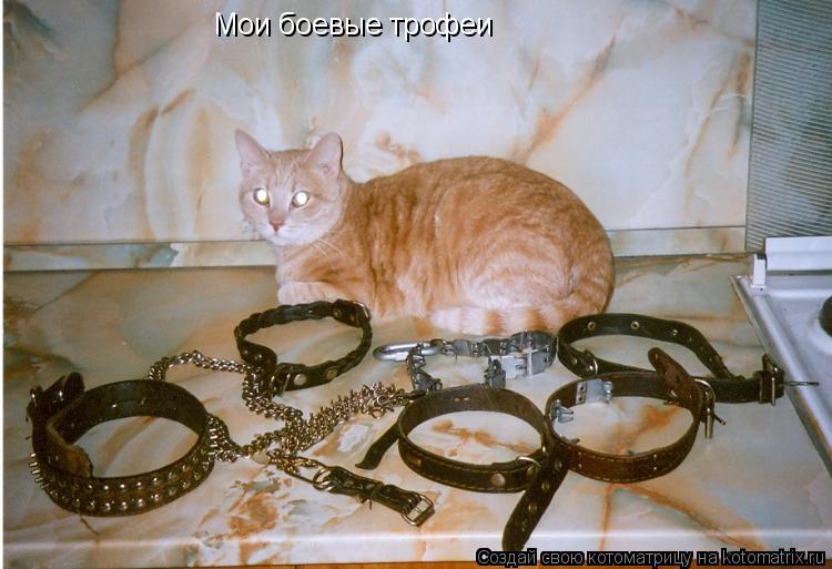 Мои боевые трофеи... Котоматрица: Мои боевые трофеи