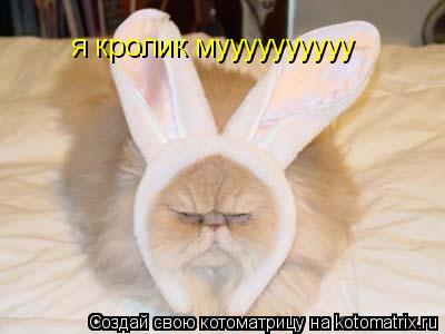 Котоматрица: я кролик муууууууууу