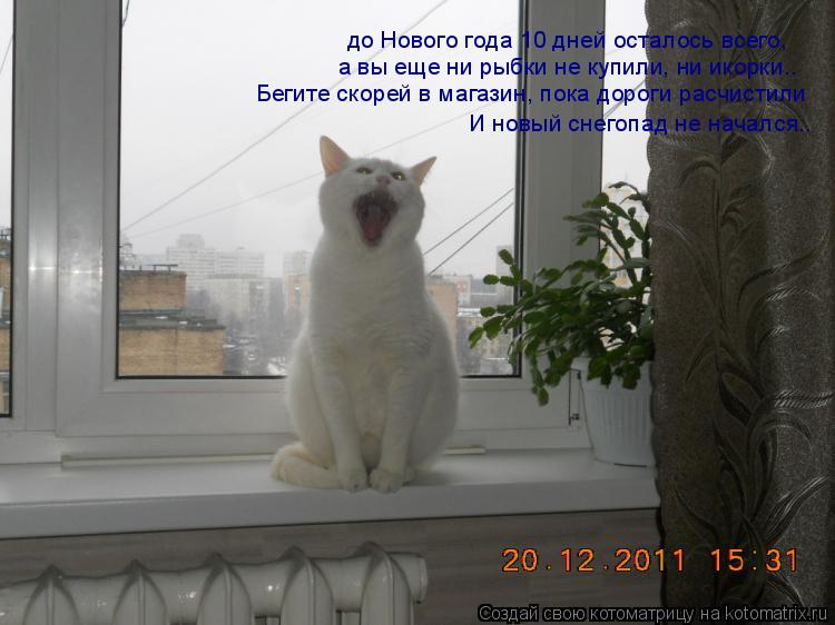 до Нового года 10 дней осталось всего, а вы еще ни рыбки не купили, ни икорки.. Бегите скорей в ма... Котоматрица: до Нового года 10 дней осталось всего, а вы еще ни рыбки не купили, ни икорки.. Бегите скорей в магазин, пока дороги расчистили И новый снего