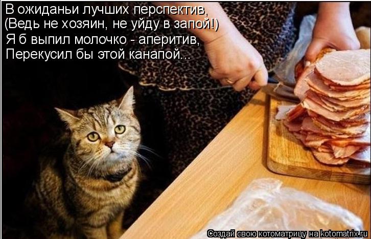 (Ведь не хозяин, не уйду в запой!) Перекусил бы этой канапой... Я б выпил молочко - аперитив, В ожида... Котоматрица: (Ведь не хозяин, не уйду в запой!) Перекусил бы этой канапой... Я б выпил молочко - аперитив, В ожиданьи лучших перспектив,