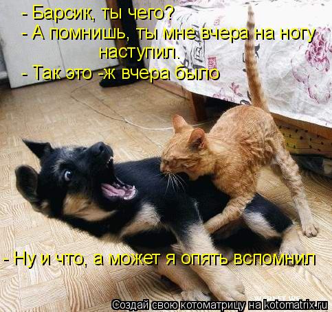 Котоматрица: - Барсик, ты чего? - А помнишь, ты мне вчера на ногу  наступил. - Так это -ж вчера было - Ну и что, а может я опять вспомнил