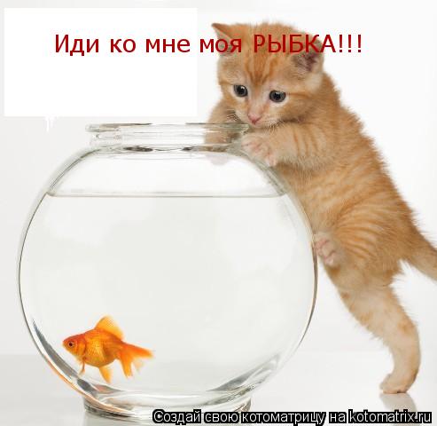 Иди ко мне моя РЫБКА!!!... Котоматрица: Иди ко мне моя РЫБКА!!!