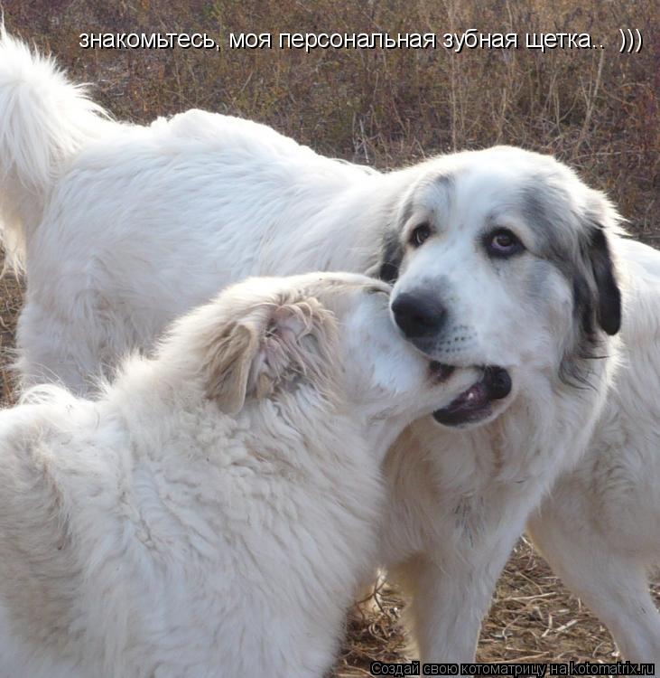 знакомьтесь, моя персональная зубная щетка.. )))... Котоматрица: знакомьтесь, моя персональная зубная щетка.. )))