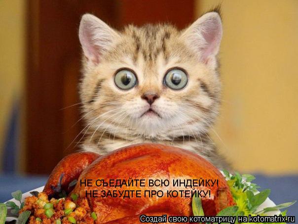 НЕ СЪЕДАЙТЕ ВСЮ ИНДЕЙКУ! НЕ ЗАБУДТЕ ПРО КОТЕЙКУ!... Котоматрица: НЕ СЪЕДАЙТЕ ВСЮ ИНДЕЙКУ! НЕ ЗАБУДТЕ ПРО КОТЕЙКУ!