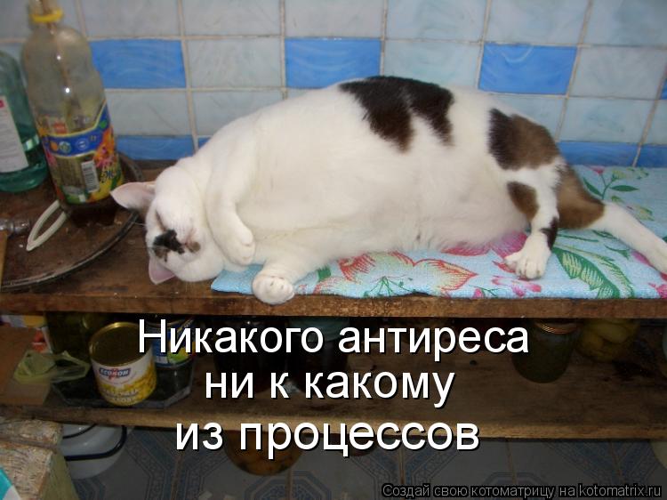 Котоматрица: Никакого антиреса ни к какому из процессов