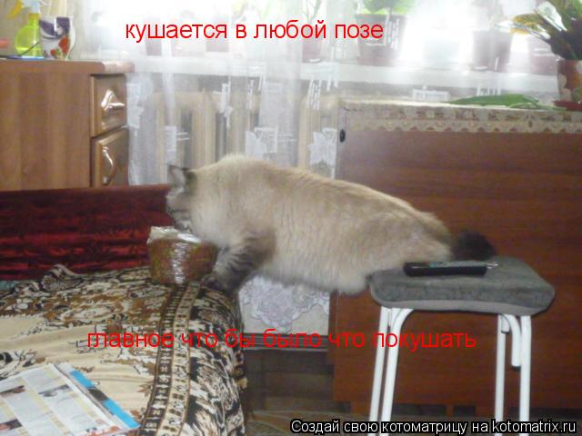кушается в любой позе главное что бы было что покушать... Котоматрица: кушается в любой позе главное что бы было что покушать