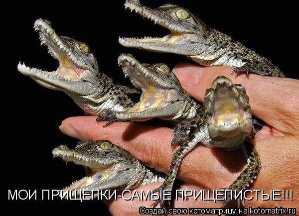 МОИ ПРИЩЕПКИ-САМЫЕ ПРИЩЕПИСТЫЕ!!!... Котоматрица: МОИ ПРИЩЕПКИ-САМЫЕ ПРИЩЕПИСТЫЕ!!!