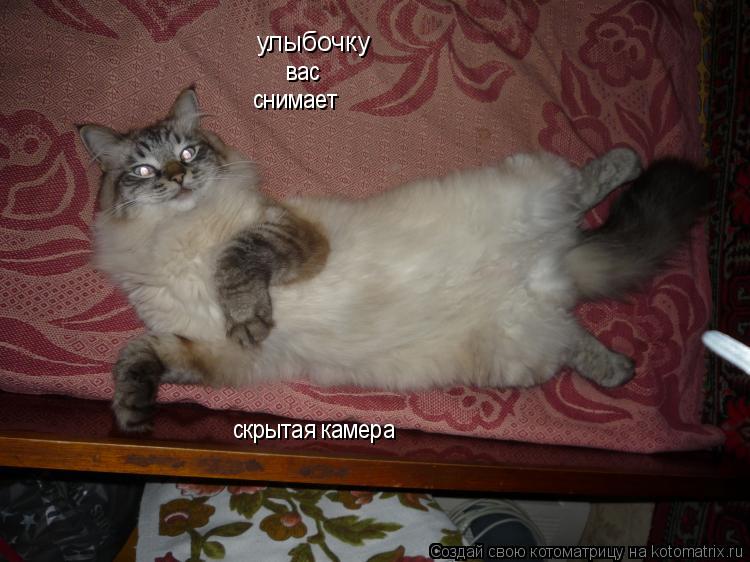 улыбочку вас снимает скрытая камера... Котоматрица: улыбочку вас снимает скрытая камера